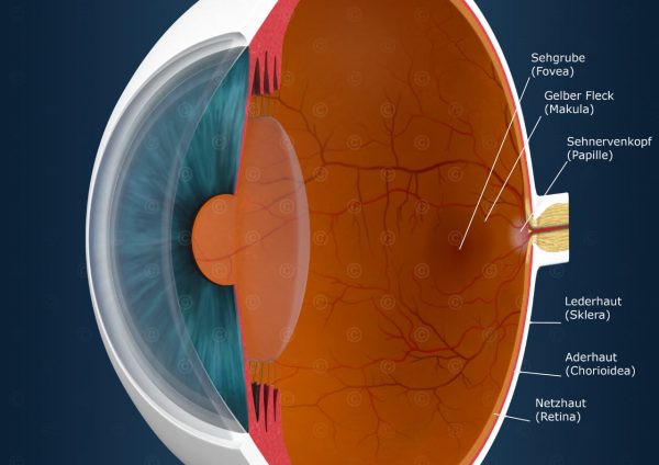 Erklärende Illu -Auge