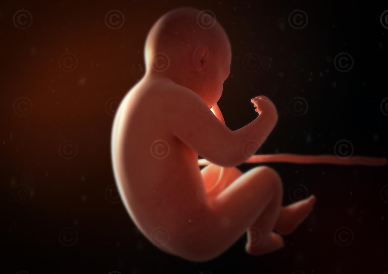 foetus seitlich hinten
